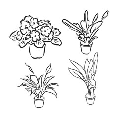 Wall Mural - Pot plants set, vector illustration flowers in pots drawn black line on a white background, hand-drawn design elements.
