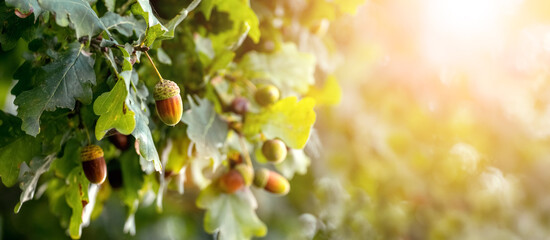 Oak branch with acorns on a tree in sunny weather