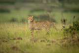 Fototapeta Sawanna - Cheetah stands turning head on rock-strewn grass