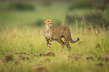 cheetah walks towards camera over rock-strewn grass