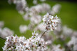 Prunus pandora blossom 2