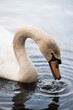 Mute swan drinking