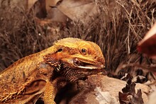 The Central Bearded Dragon , Or Dragon Agama (Pogona Vitticeps) Feeding The Insect In The Dry Habitat. Agama Portrait.
