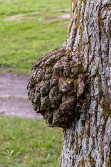 Old oak with growth in bark sickness wart with moss and cracked bark with grooves. Round wooden ball.