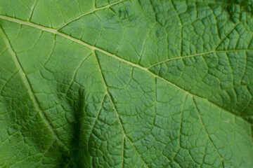 Green leaf background. Ecology and nature concept with copy space, clese-up view