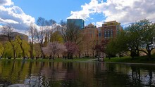 Boston Public Garden With Lagoon And Willow Trees In Spring In City Of Boston, Massachusetts MA, USA. 