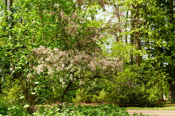 Der Große Tiergarten in Berlin bei Sonnenschein im Frühling mit blühendem Apfelbaum