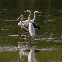 White Herons And Storks On The Pond On A Hot Evening.
