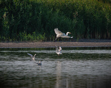 White Herons And Seagulls On The Pond On A Hot Evening.