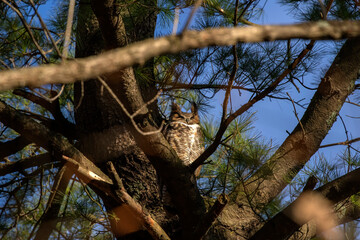 Wall Mural - Great horned owl hidden in the crowns of a tree.