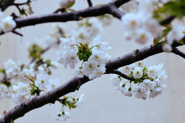 pring cherry blossoms, pink and white flowers.