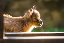 Baby Pygmy Goat Baby; Close Up Of Brown Kid With Soft Defocused Background