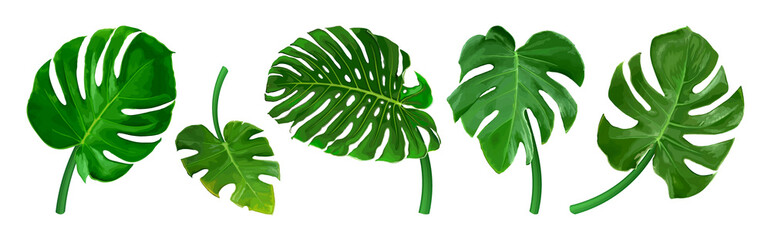  Set of different tropical leaves. Green leaf Monstera isolated on white background. Realistic vector illustration. Floral and botanical design element