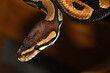 Royal python (Python regius)