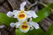 Dendrobium nobile Lindl., Beautiful rare wild orchids in tropical forest of Thailand.
