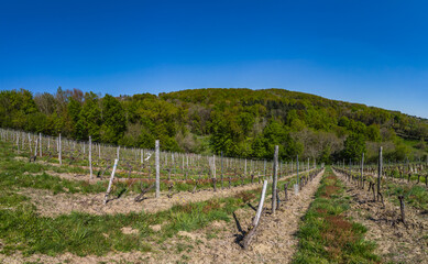 Canvas Print - Allassac (Corrèze, France) - La Chartroulle - Vue panoramique des vignobles dominant la vallée de la Vézère