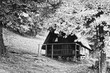 Czarno-białe zdjęcie  małego drewnianego domku otoczonego drzewami