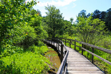 A Shot Of A Brown Wooden Bridge Over The Water In A Marsh Surrounded By Lush Green Trees And Plants Over Silky Brown Water At Newman Wetlands Center In Hampton Georgia