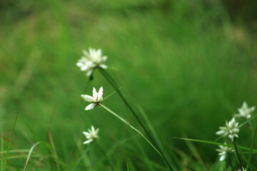 small white flower