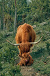 Highland cow with her calf in the field 2