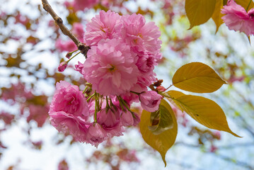 Vibrant sakura flowers