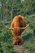 Highland cow with her calf in the field 3