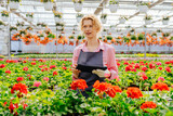 Fototapeta Kwiaty - Portrait of thoughtful middle age blond woman gardener in grey apron using digital tablet standing near the red geranium flowers in pots and smiling in greenhouse.