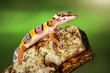 Leopard Gecko on a branch