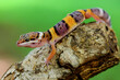 Leopard Gecko on a branch
