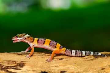 Poster - Leopard Gecko on a branch