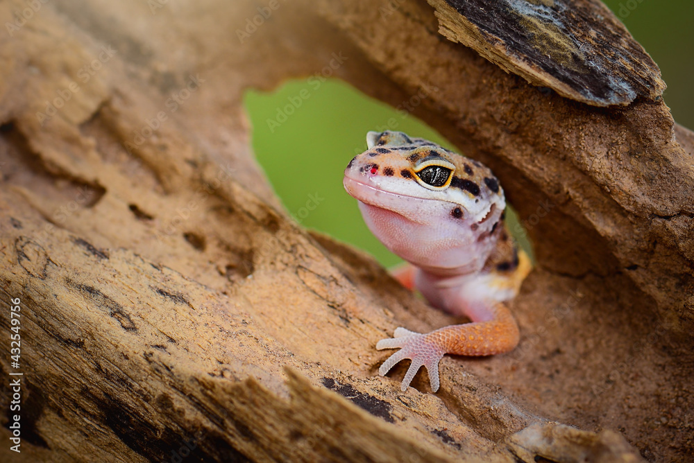 Leopard Gecko on a branch - obrazy, fototapety, plakaty 
