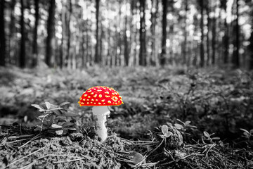 Wall Mural - Amanita muscaria and pine cone on the edge of the forest lit by the rays of the sun. Close up view from ground level