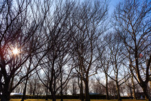 Barren Trees In Mid-winter On An Island In New York Harbor, New York.