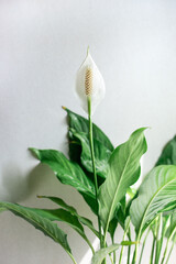 Wall Mural - Spathiphyllum blooms. Blooming white delicate flower with the name-feminine happiness, with juicy green leaves on a gray background