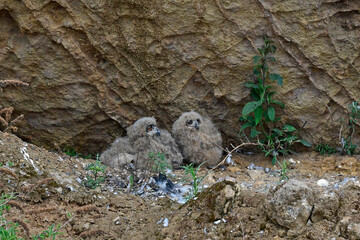 Wall Mural - young Eurasian Eagle-Owls (Bubo bubo) in the nest // junge Uhus im Horst