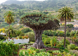 canary islands dragon tree in icod de los vinos, tenerife, spain