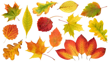 Wall Mural - collection of autumn leaves isolated on a white background.