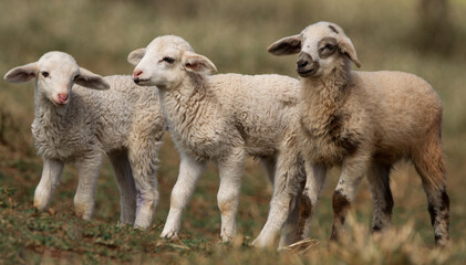 sheep and lamb