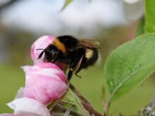 Bumblebee On An Apple Blossom 
