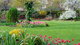 Fototapeta Tulipany - Wiosna w ogrodzie. Tulipany na wiosennych rabatach
