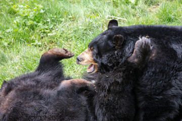 two playing black bears on meadow