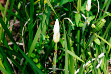 Colorful flower in a garden
