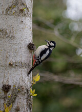 Woodpecker Sitting At A Tree With Yellow Leaves At Summer
