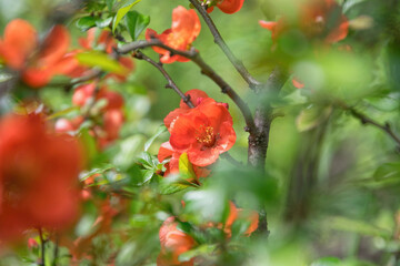 Canvas Print - Japanese quince flowers chaenomeles and spring garden