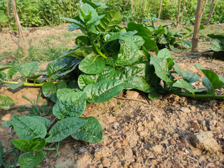 Sticker - Beautiful bright green Indian Malabar spinach leaves on the field under the bright sun