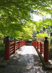  静岡県伊豆市、修善寺、晴天、竹林の小径
