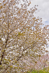 Poster - 伏見桃山の水郷の桜