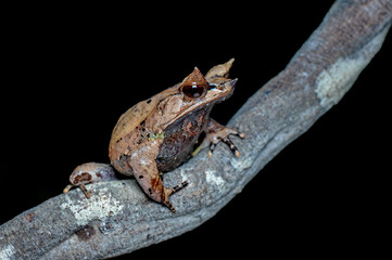 Wall Mural - frog on a leaf