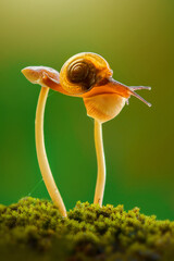 Snail Crossing on mushrooms