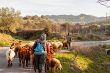 Two Villagers Are Bringing The Herd Back From Grazing At The End Of The Day. A Rural Area In Western Anatolian Region Of Turkey Near Manisa Province. Villagers Wearing Traditional Clothes